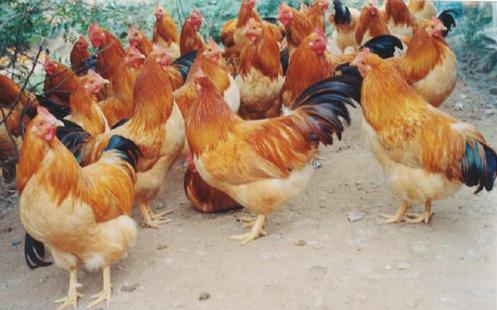 爱狗人与打狗队发生打架,爱狗与虐狗