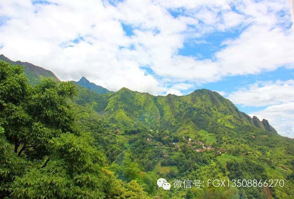 山里野生的杨梅你吃过吗,杨梅佳酿你们喝过吗