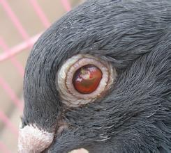 牡丹鹦鹉单眼伤风最明显症状,关于单眼伤风和普通眼病的区别