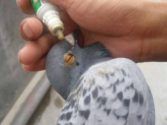 牡丹鹦鹉单眼伤风最明显症状,关于单眼伤风和普通眼病的区别