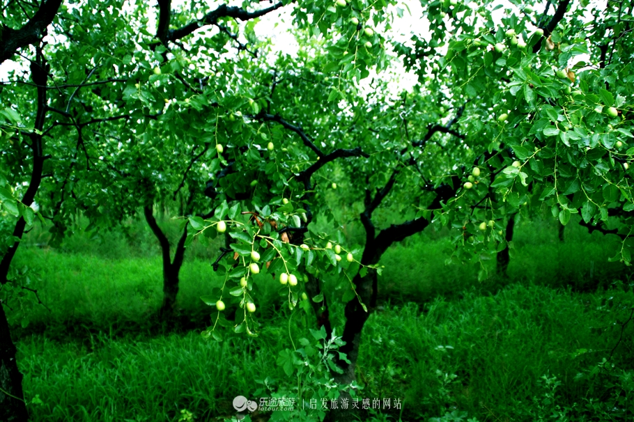 赞皇枣花,石家庄赞皇特产枣花