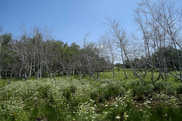 北京北戴河锡林郭勒自驾游,北京和锡林郭勒旅游攻略