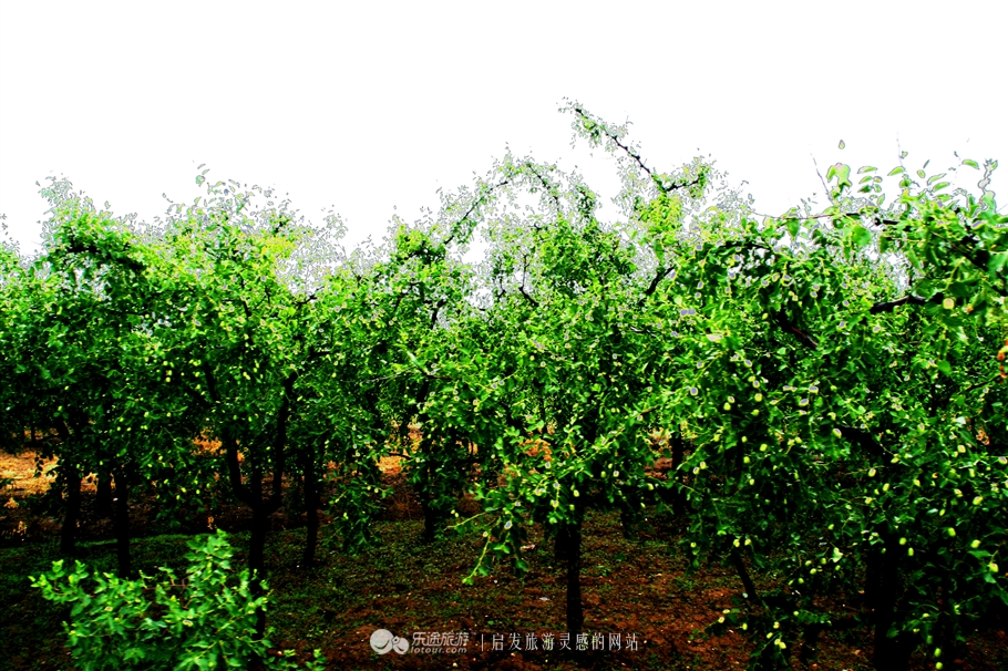 赞皇枣花,石家庄赞皇特产枣花
