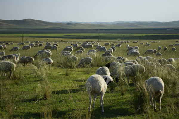 北京北戴河锡林郭勒自驾游,北京和锡林郭勒旅游攻略
