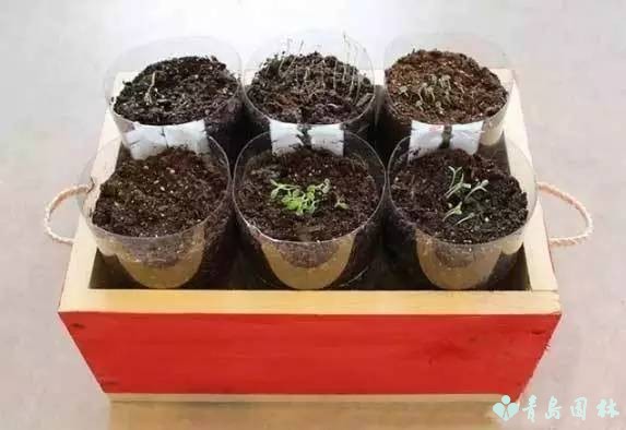 香草怎样种植才能发芽,盆栽最好种的香草植物