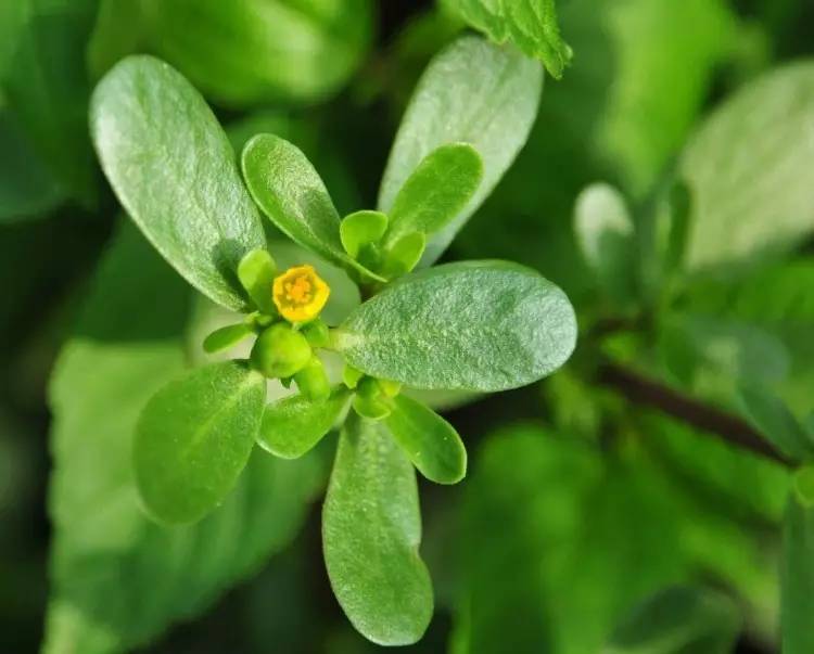 马齿苋的食用方法以及做法,马齿苋的食用方法