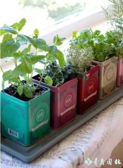 香草怎样种植才能发芽,盆栽最好种的香草植物