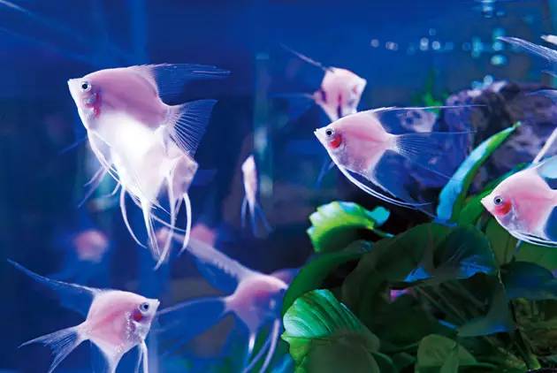 世界第一大淡水鱼类排名,世界第一淡水观赏鱼有哪些