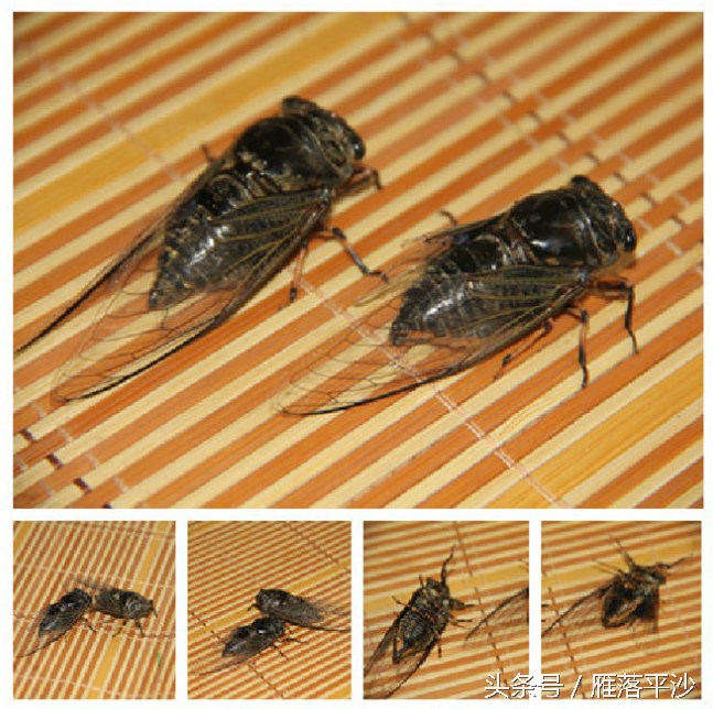 金蝉脱壳是蝉处于发育的什么阶段,金蝉脱壳怎么孵化