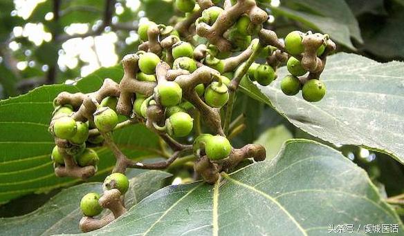 家门口的这棵树，药食作用居然这么大？