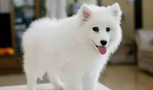 各种狗的身价排行榜,宠物狗什么狗最便宜还好看