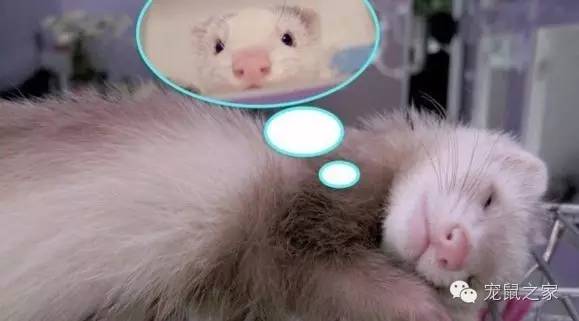 适合学生养的1元宠物,双鱼座适合养什么宠物