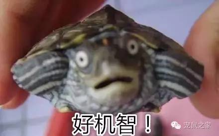 适合学生养的1元宠物,双鱼座适合养什么宠物