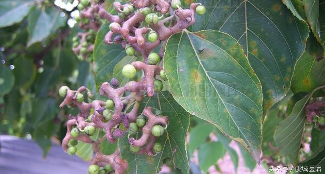 家门口的这棵树，药食作用居然这么大？