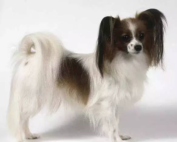 各种狗的身价排行榜,宠物狗什么狗最便宜还好看