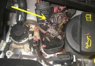 女司机总感觉车里有异味,女司机车内传来阵阵臭味