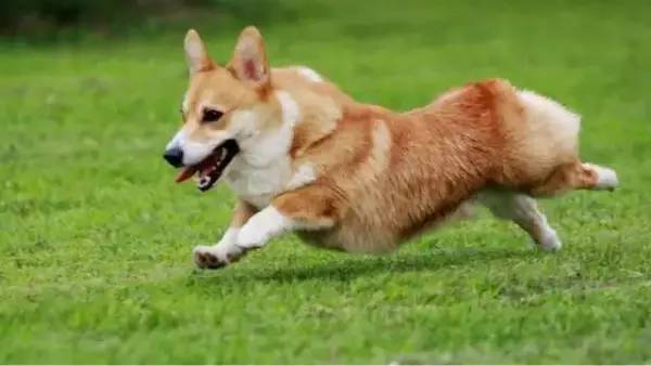 各种狗的身价排行榜,宠物狗什么狗最便宜还好看