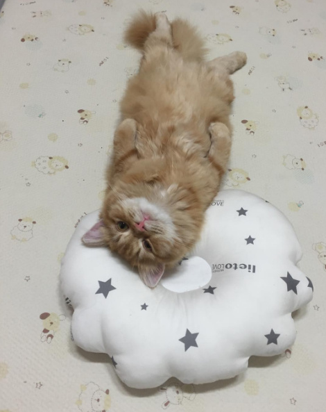 猫咪头上带了个粉色蝴蝶结表情包,狗狗控萌图视频