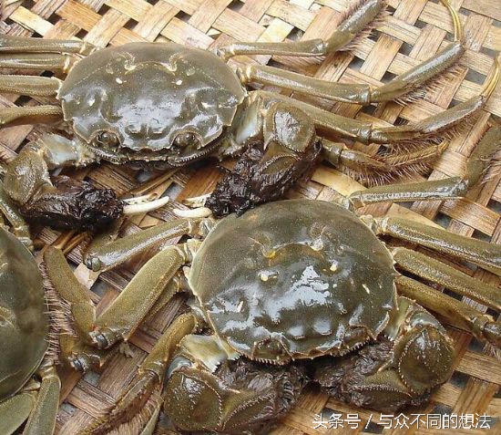 螃蟹怎么挑选公还是母,怎么挑公螃蟹和母螃蟹