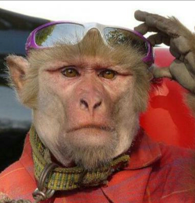 动物配文字搞笑图片,动物搞笑片段大全爆笑