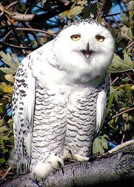 动物配文字搞笑图片,动物搞笑片段大全爆笑