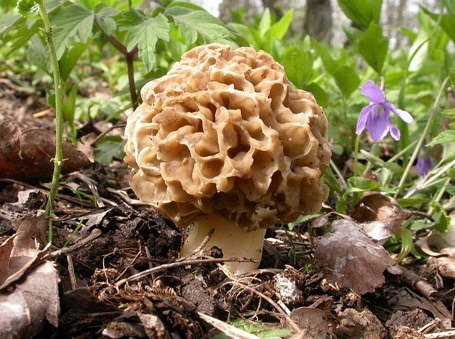 纯天然蘑菇来自大自然的馈赠,大山的馈赠纯天然野生蘑菇