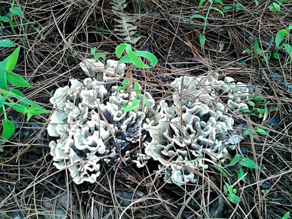 纯天然蘑菇来自大自然的馈赠,大山的馈赠纯天然野生蘑菇