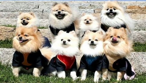 动物配文字搞笑图片,动物搞笑片段大全爆笑