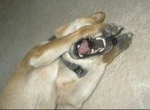 动物配文字搞笑图片,动物搞笑片段大全爆笑