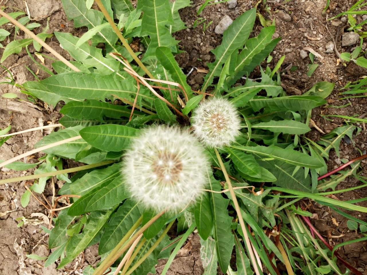 孕期降火的茶,十大适合孕妇喝的下火茶