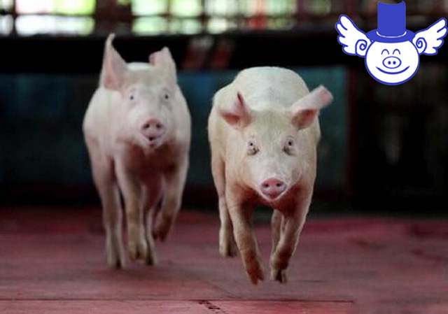 温氏养猪10000头猪一年利润多少,温氏养猪利润