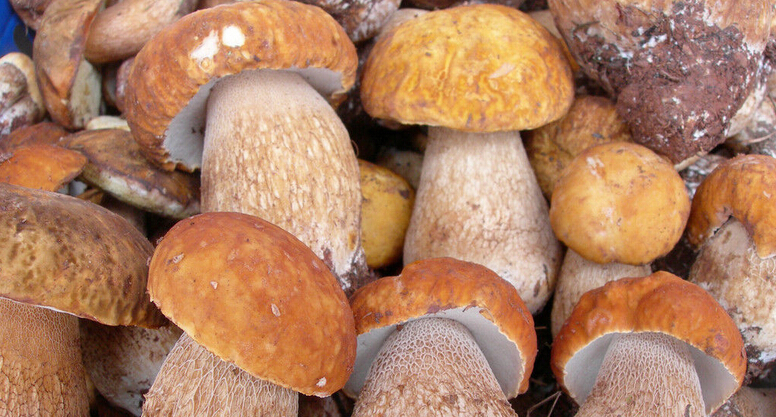 纯天然蘑菇来自大自然的馈赠,大山的馈赠纯天然野生蘑菇