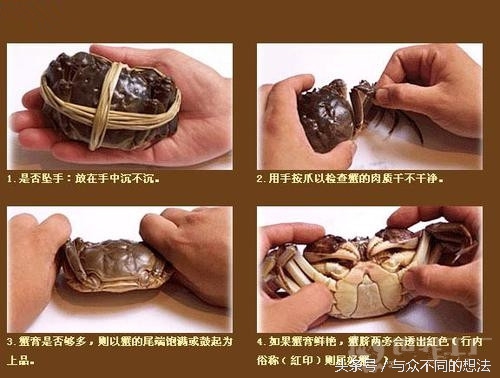 螃蟹怎么挑选公还是母,怎么挑公螃蟹和母螃蟹
