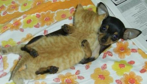 动物配文字搞笑图片,动物搞笑片段大全爆笑