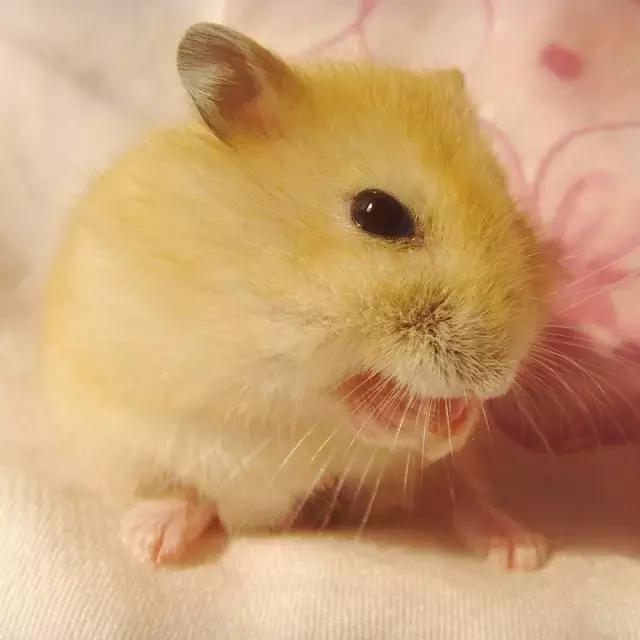 学生*党**白领的最爱小小仓鼠总有你不知道的秘密