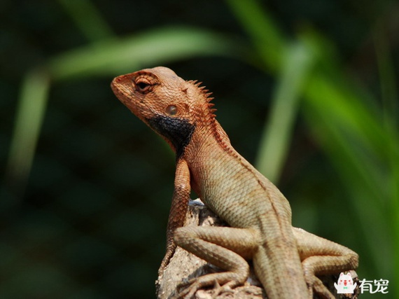 印度蜥蜴有毒吗,小蜥蜴宠物有毒吗