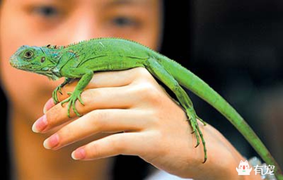 印度蜥蜴有毒吗,小蜥蜴宠物有毒吗