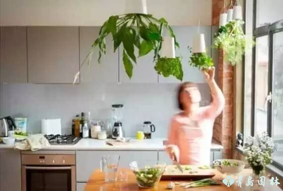 香草怎样种植才能发芽,盆栽最好种的香草植物