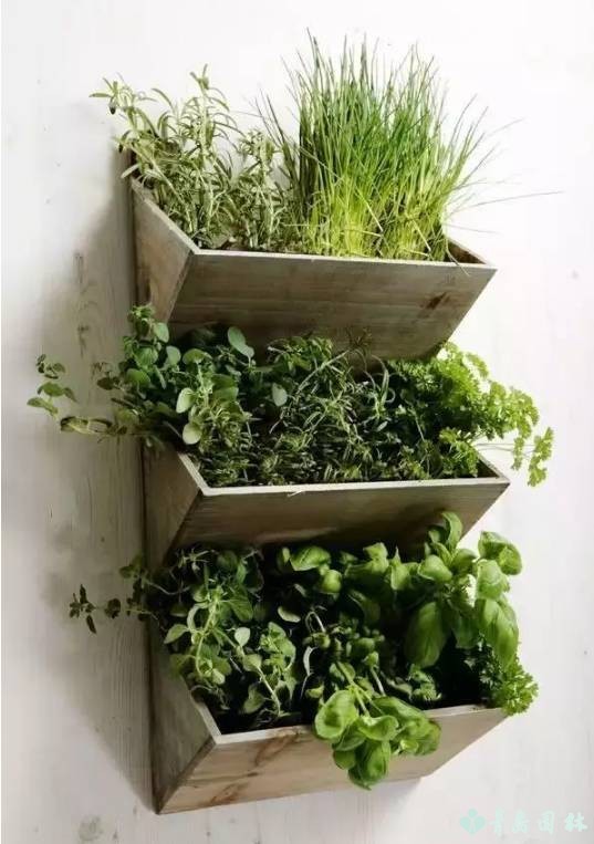 香草怎样种植才能发芽,盆栽最好种的香草植物