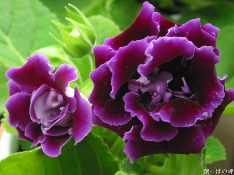 118朵花这个数字有什么寓意,118种花的花语合集图片