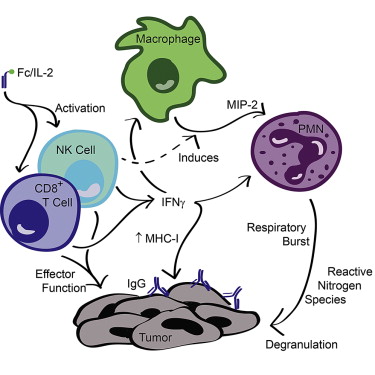 cellfood治癌症,cell因子疗法