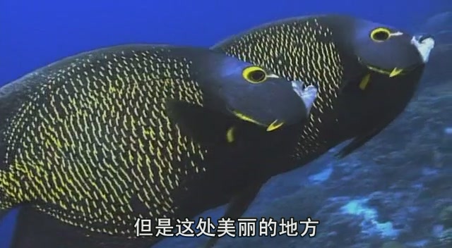 给大家推荐一个超好看的纪录片,推荐几部有深度的纪录片