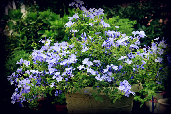 每日一花的花语,蓝雪花花语不离不弃