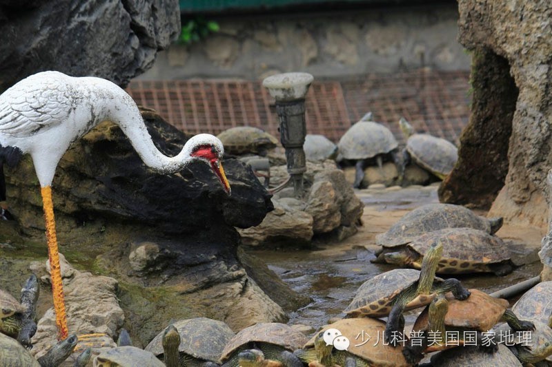 当放生变成一场生存游戏