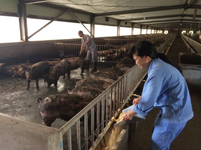 生态农业种养要相结合,种养结合循环农业加工一体化