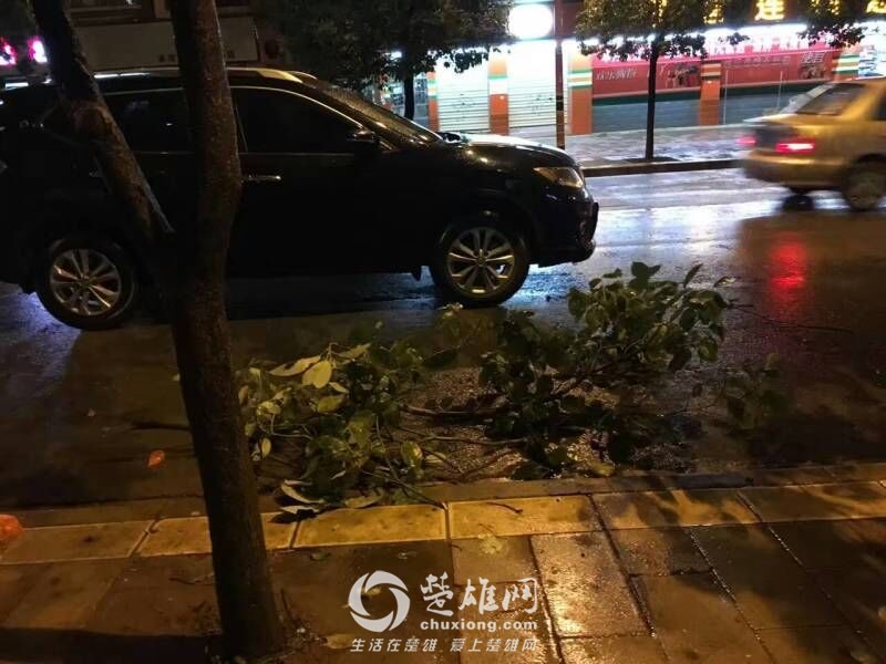 楚雄昨晚狂风大作电闪雷鸣，绿化植被损失惨重，小鸟尸横遍野