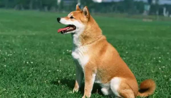 各种狗的身价排行榜,宠物狗什么狗最便宜还好看