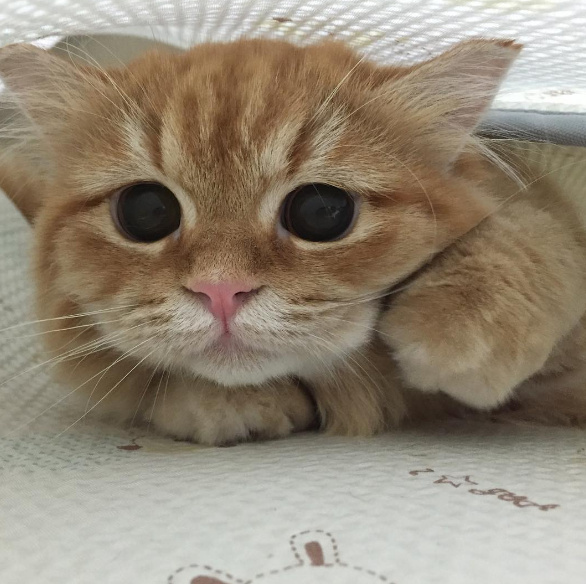 猫咪头上带了个粉色蝴蝶结表情包,狗狗控萌图视频