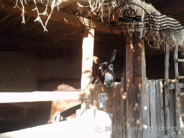 驴胶知识全在这儿了