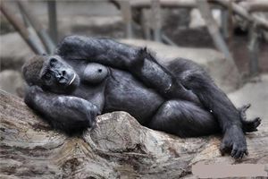 动物配文字搞笑图片,动物搞笑片段大全爆笑